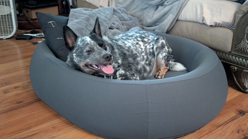 A blue heeler resting in a Snuffo bed