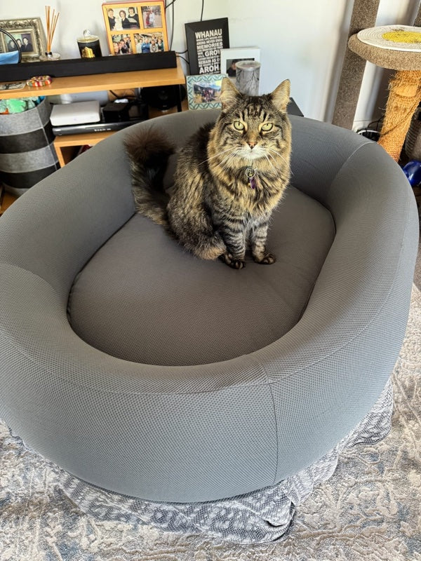 A long haired tabby cat sitting in a Snuffo bed