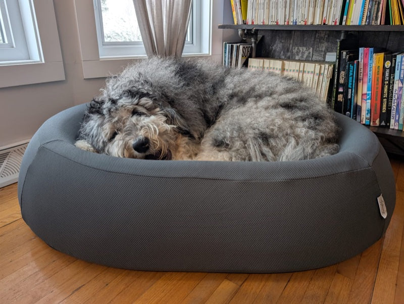 A curly grey dog curled up asleep in a Snuffo bed
