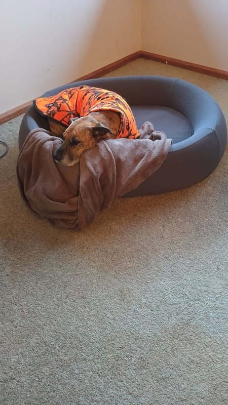 An older dog nestled under a blanket in a Snuffo bed